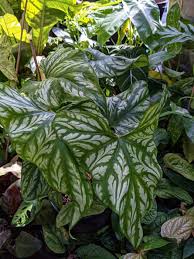 Image result for Cercestis