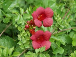 Firebush, hamelia patens coral a useful tip for you on best flowers for hummingbirds in florida: Pin On Guess I Have To Start A Garden