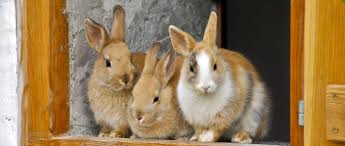 Maybe you would like to learn more about one of these? Small Scale Rabbit Farming Homestead Org Livestock