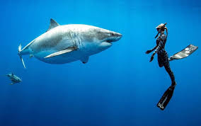 That Viral Video Of A Huge Great White Shark Has Spurred Quite A Conversation Deeperblue Com White Sharks Largest Great White Shark Great White Shark