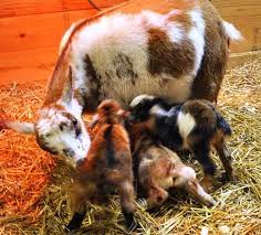 Goats How Much Cold Can They Take Better Hens Gardens