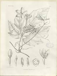 Image result for Cogniauxia