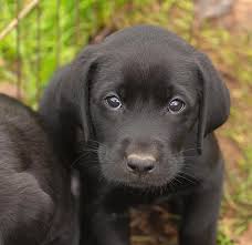 Black labrador retriever puppies for sale in pa. Black Puppy Labrador Retriever Novocom Top
