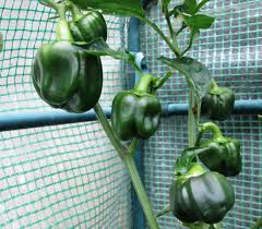 Water deeply at the time of planting. How To Grow Sweet Bell Peppers In Containers And Pots Dengarden
