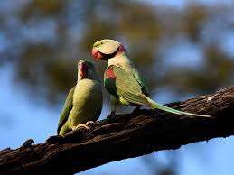 Kerala Pets Market: Illegal Parrots In India