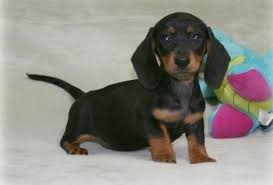 The dachshund, or wiener dog, is a lively, clever, & courageous dog that is generally good with children. Miniature Dachshund Puppies For Sale Albuquerque Nm Dachshund Puppies For Sale Dachshund Puppy Miniature Dachshund Puppies