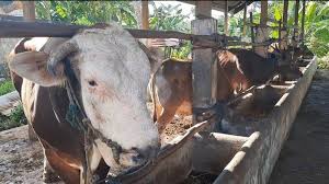 Kumpulan contoh surat permohonan hewan qurban yang benar 2019. Batas Waktu Penyembelihan Kurban Berikut Penjelasan Komisi Fatwa Mui Tribun Kaltim