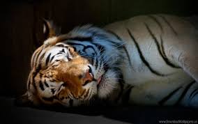 Also for mobile and tablet. Big Cat Predator Shadow Sleep Striped Tiger Wallpaper Background Best Stock Photos Toppng