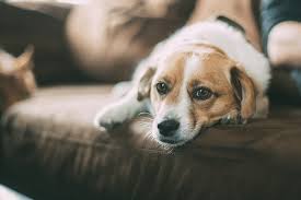 It may be what he does to pass the time. How To Stop Your Dog Barking At Visitors