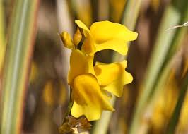 Image result for Lentibulariaceae