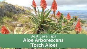 Image result for Aloe arborescens