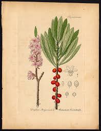 Image result for Daphne mezereum