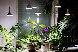 Let It Be Light Led Grow Lights Led And Cfl Lamps For Indoors Growing