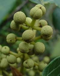 Image result for Macaranga mellifera