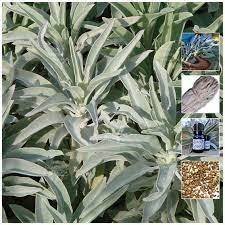 Maybe you would like to learn more about one of these? Salvia Apiana Sacred White Sage Seeds Organic Bee Herb Diy Smudge St The Climbing Fig