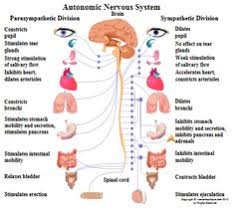 The pns consists of the nerves and ganglia outside the brain and spinal cord. 20 Best Nervous System Diagram For Kids Ideas Nervous System Diagram Nervous System Nervous