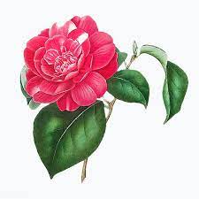 Pink Camellia Rose Flower Vector Premium Image By Rawpixel Com Flower Illustration Rose Flower Watercolor Flowers