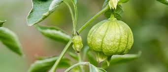 Several plants can grow as companion plants to the tomatillo in your garden. Tasty Tomatillos The Permaculture Research Institute
