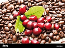 Image result for Coffea zanguebariae
