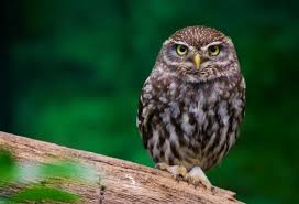 Little Owl National Bird Of Greece Interesting Facts About Greece Chouette Chouette Hibou Animaux