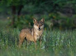 Indian Wolf Wikipedia Indian Wolf Types Of Wolves Wildlife Sanctuary