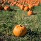 Virginia Creek Farms Pumpkin Patch event image