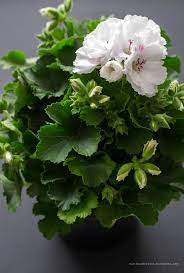 Pretty Geraniums Beautiful Flowers Container Flowers
