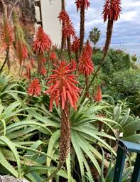 Image result for Aloe arborescens