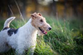 Image result for foxterier drsnosrstý