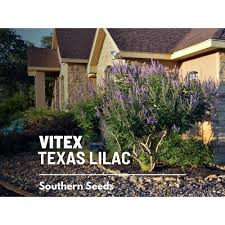 Image result for Vitex patula