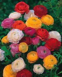 Bougainville standard time the he is also the namesake of the tropical flowering vines. Ranunculus Mixed Colors Bulb Flowers Flowers Planting Flowers