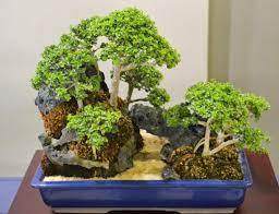 The Art Of Bonsai Culture Philippine Morning Post