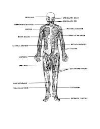 This will help you to understand the mechanism as well as the working. Human Muscle Diagrams Labeled 101 Diagrams