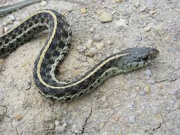 Pinkies are newborn mice, followed by fuzzies, hoppers, jumpers and. Eastern Garter Snake Care Tips Reptiles Magazine