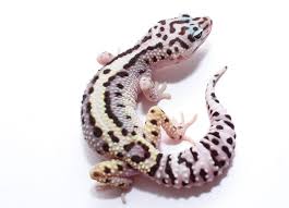Black night leopard geckos for sale in the united states. Meine Leopardgeckos Der Leopardgecko