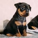 Miniature Pinscher Puppy for sale by owner - Puppies for ...
