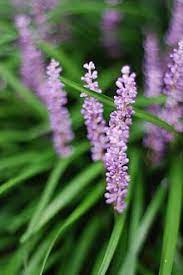 Liriope Muscari Wikipedia The Free Encyclopedia Liriope Muscari Muscari Lily Turf