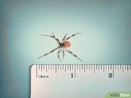 The hourglass shape is composed of two red triangles. 3 Ways To Identify A Brown Widow Spider Wikihow
