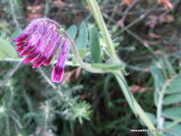 Image result for Hermannia floribunda