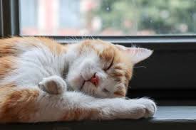 Can cats snore in their sleep? Snoring In Pets Options For Animals