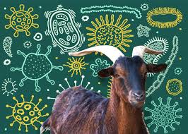 How noble in thine aspect, so excellent a beast! The Green Secrets Of Goat Poop Smarter Materials Better Medicines And Sustainable Biofuels