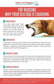 Often this cough is not productive, and does not produce any mucus or fluid, outside of some minor phlegm or blood. Top 4 Reasons Your Old Dog Is Coughing Or Gagging What To Do