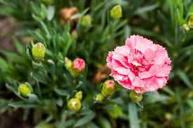 Maybe you would like to learn more about one of these? 21 Popular Flowers That Mean Death And Mourning Farm Food Family