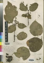 Image result for Canthium glaucum