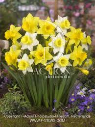 Check spelling or type a new query. Rijnveld S Early Sensation Botanical Stockphoto F Views