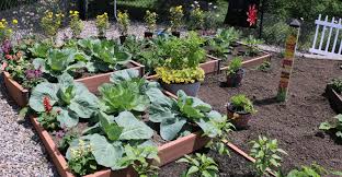 Your vegetable garden can be started indoors. Vegetable Garden Basics Start A Small Vegetable Garden My Garden Life