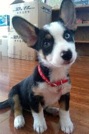 Pin By Barbara Hart On Tuple The Borgi Scruffy Dogs Corgi Dog Corgi Mix Breeds