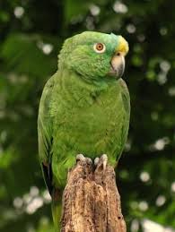 They are often described as boisterous, playful, and outgoing — some even like to sing. Yellow Crowned Amazon Amazona Ochrocephala Parrot Encyclopedia