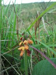 Image result for Eriosema cordatum