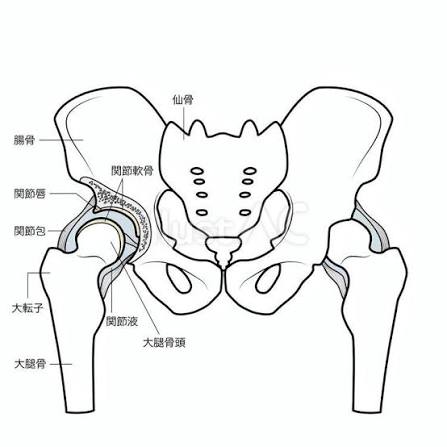 骨盤と股関節イラスト - No: 23663956｜無料イラスト・フリー素材なら「イラストAC」